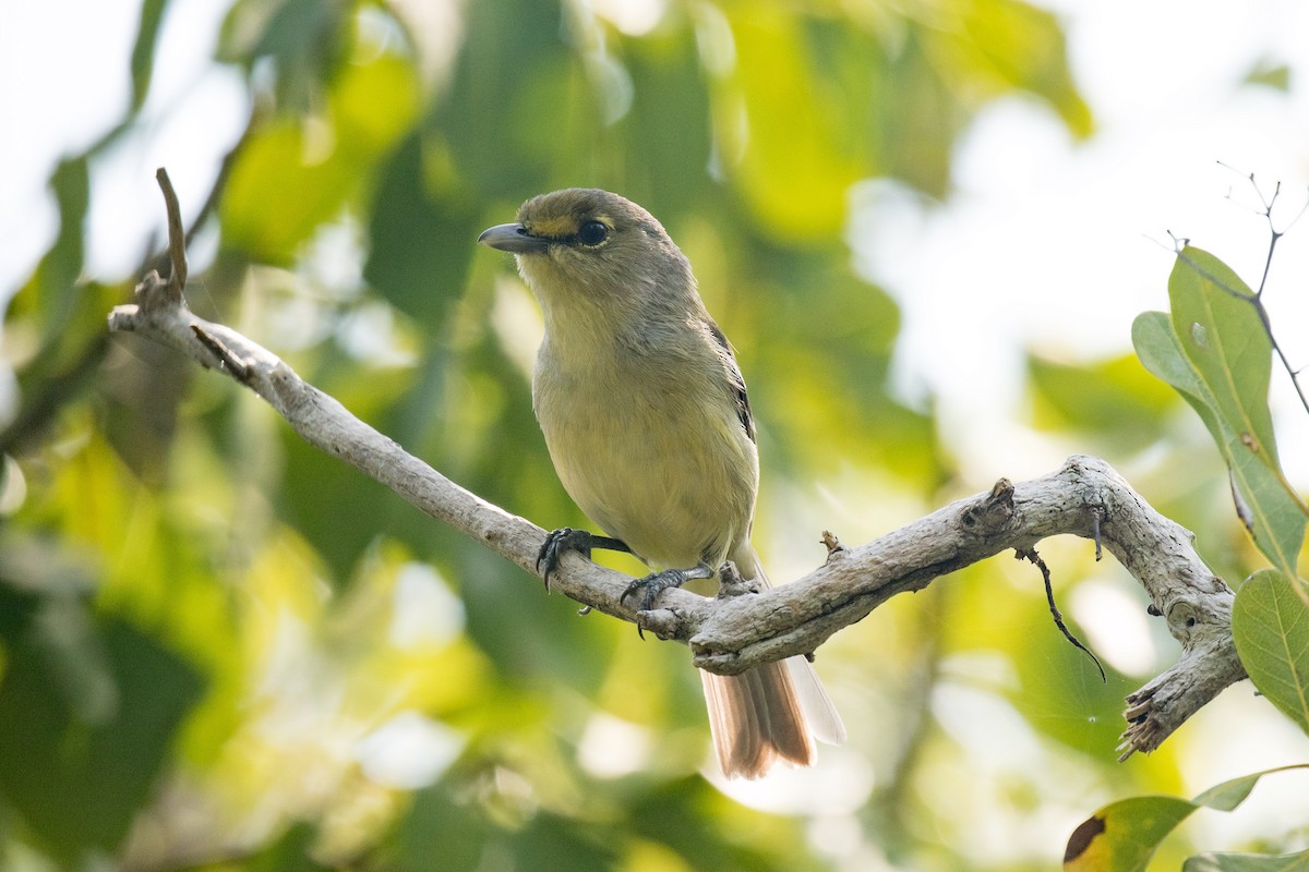 Thick-billed Vireo - ML94848071