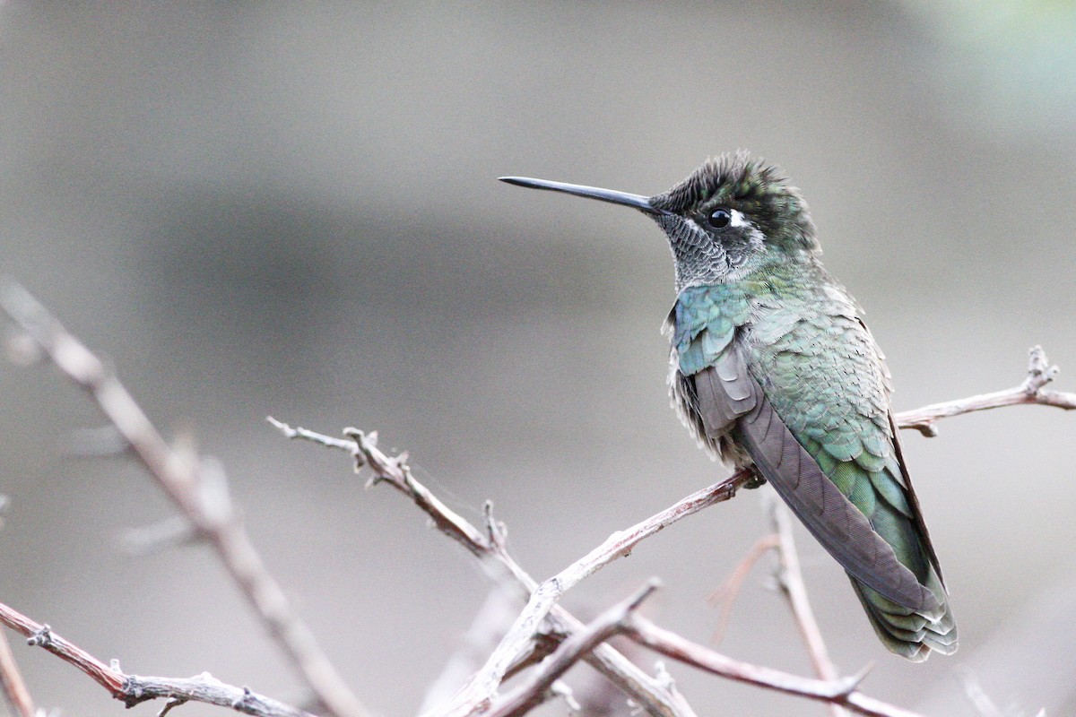kolibřík skvostný - ML94849521