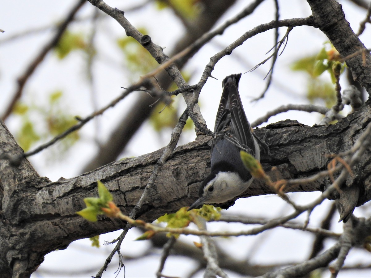 White-breasted Nuthatch - Christopher Follett