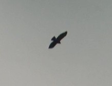 Broad-winged Hawk - ML94853511