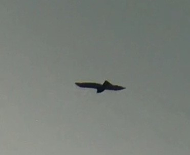 Broad-winged Hawk - ML94853521