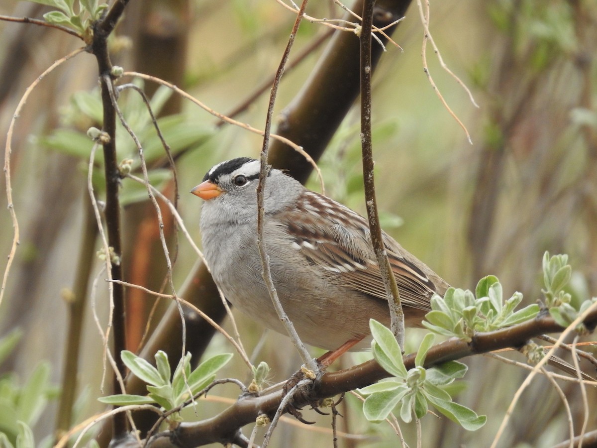 White-crowned Sparrow - Christopher Follett
