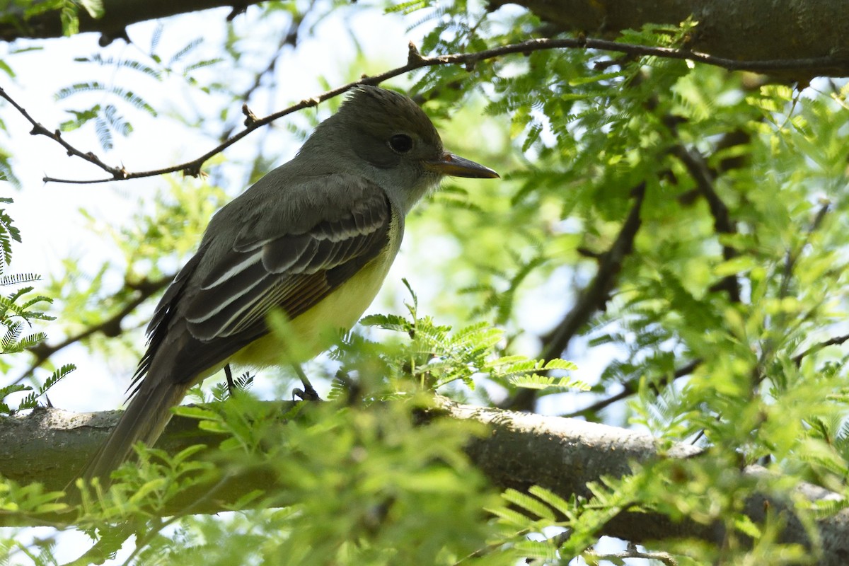 Great Crested Flycatcher - ML94854291
