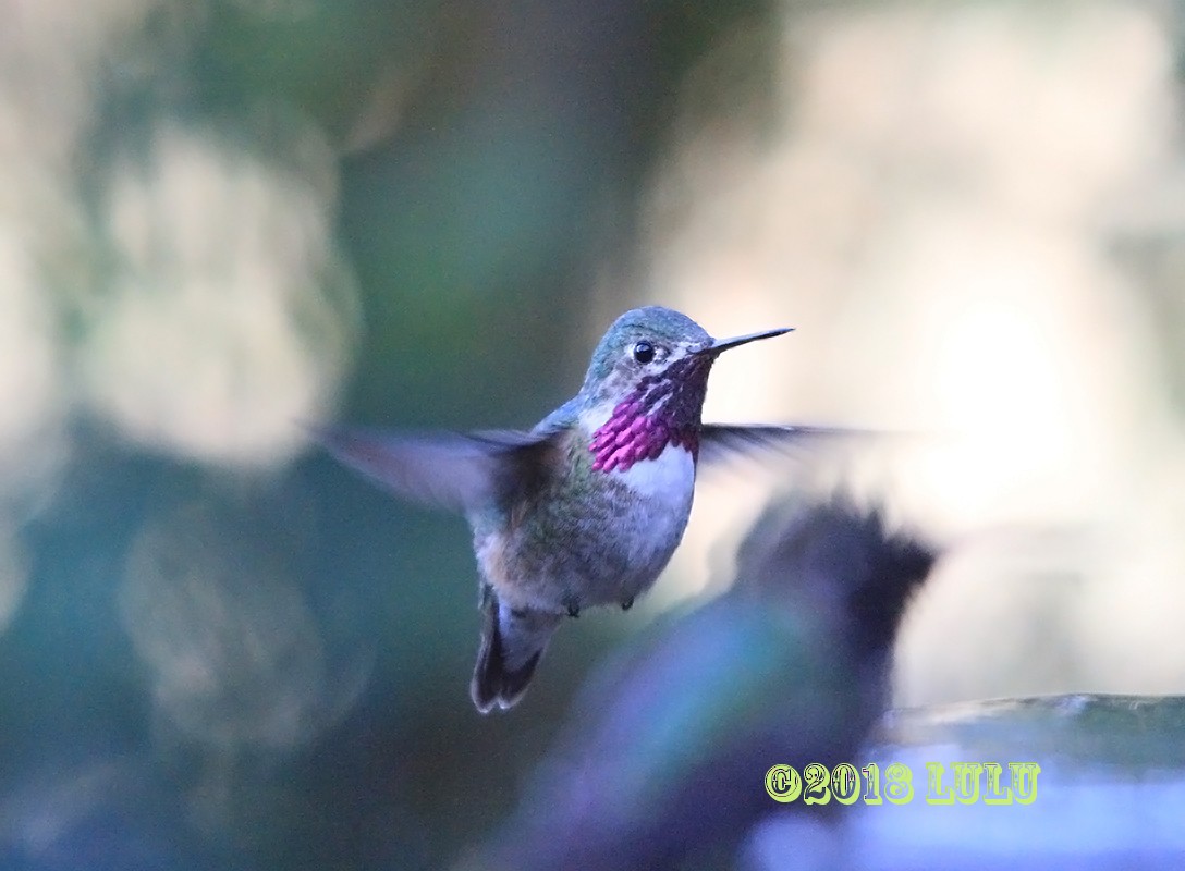 Calliope Hummingbird - ML94854671