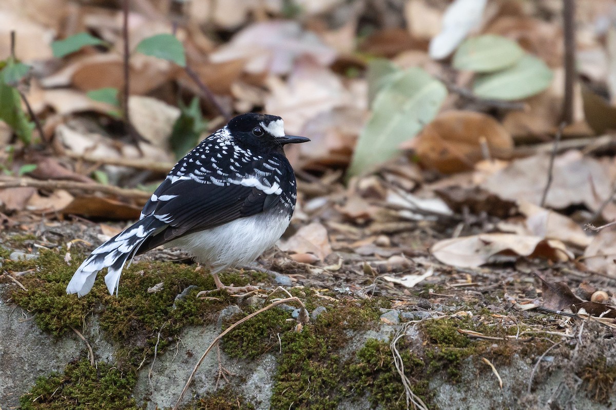 Spotted Forktail - ML94854861