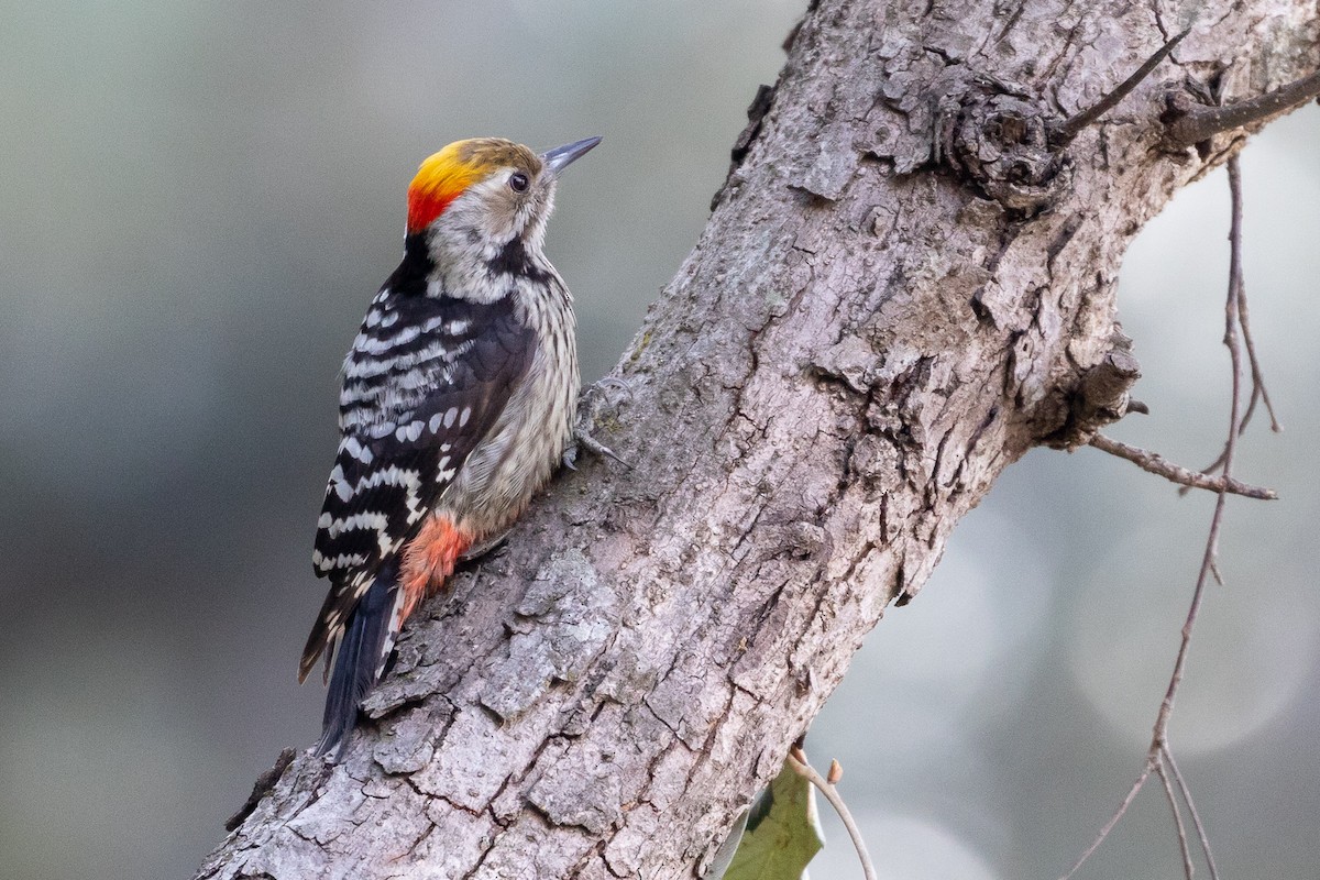 Brown-fronted Woodpecker - Louis Bevier
