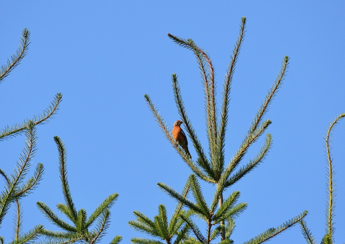 Rufous-tailed Plantcutter - ML94856751