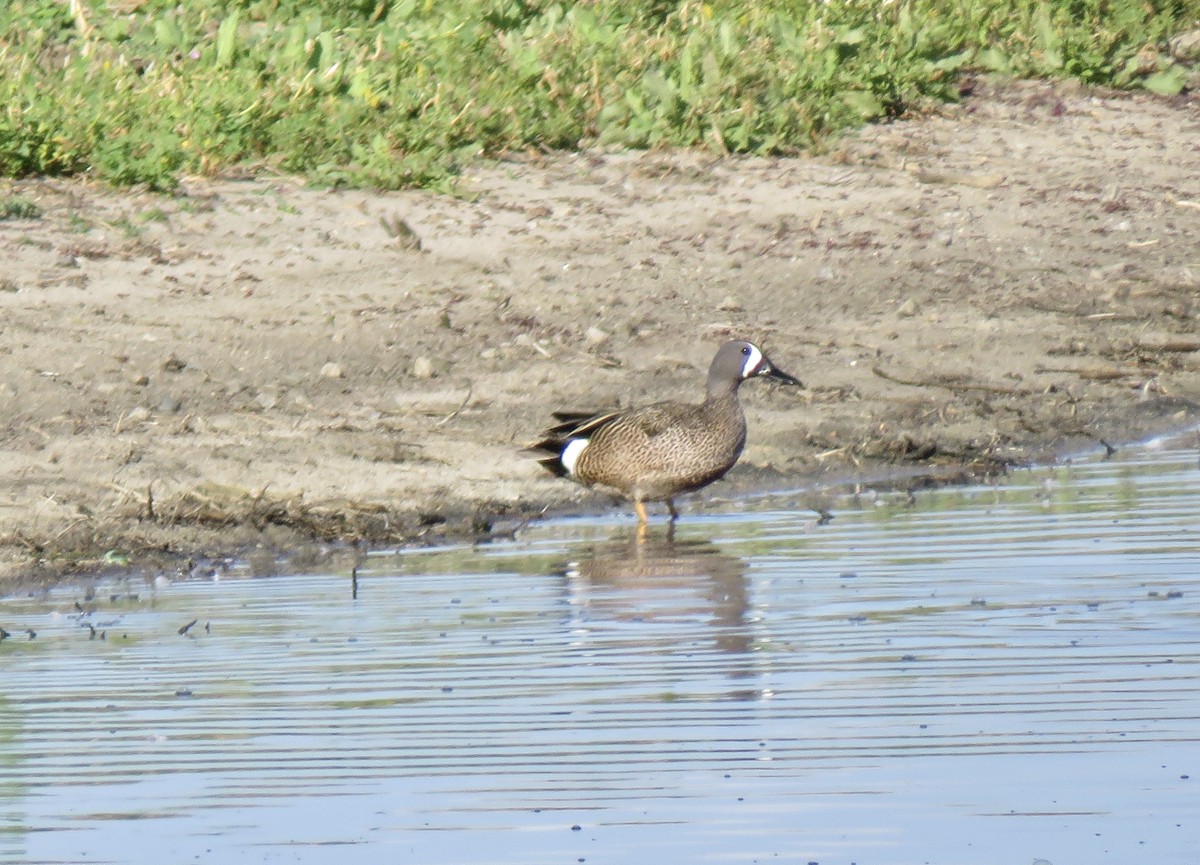 Blue-winged Teal - ML94860061