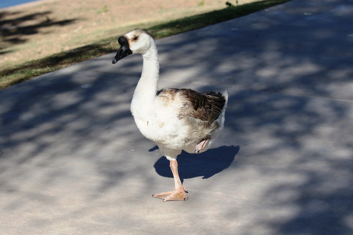 Swan Goose (Domestic type) - ML94861511