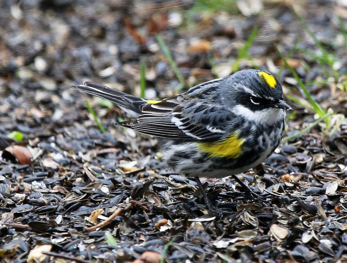 Yellow-rumped Warbler - Christopher Magson