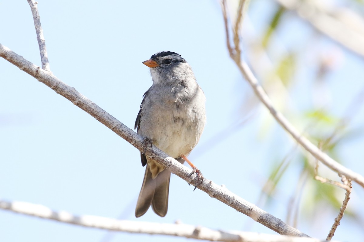 White-crowned Sparrow - ML94863461