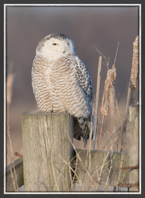 Snowy Owl - ML94863891