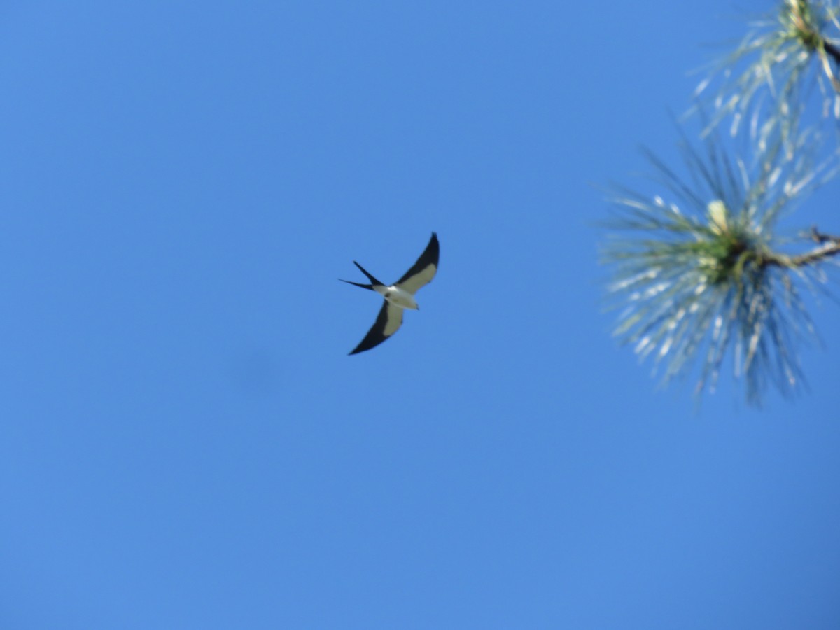 Swallow-tailed Kite - Lloyd Davis