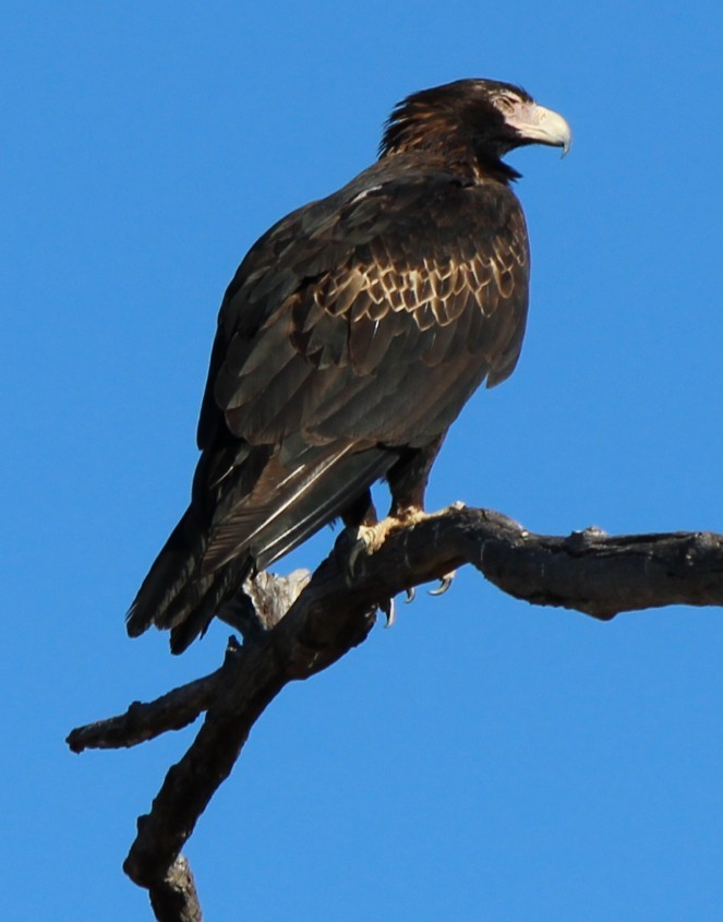 Wedge-tailed Eagle - ML94878461