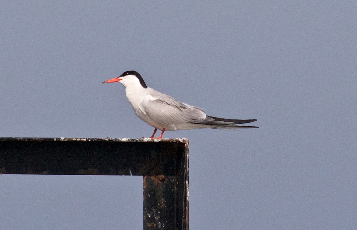 Common Tern - ML94879511