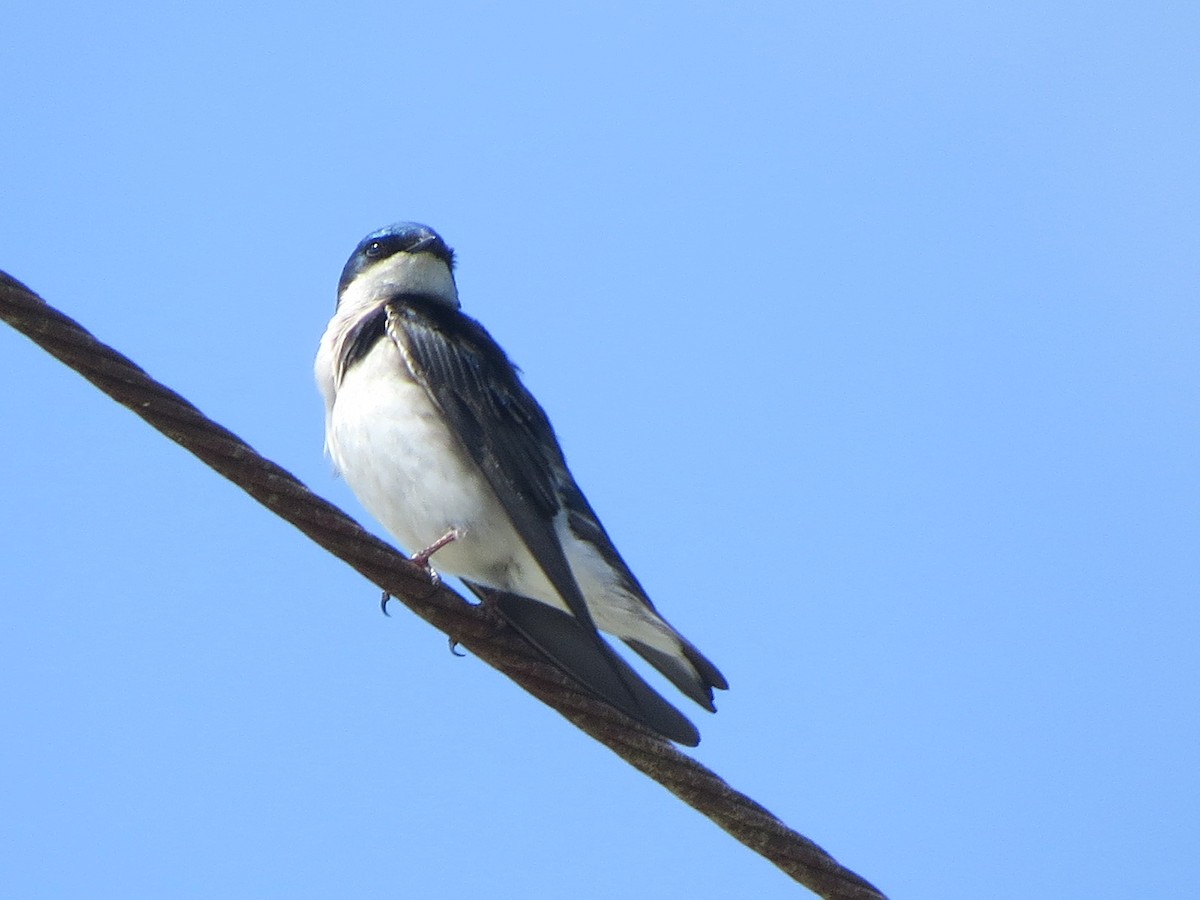 Tree Swallow - Garth Harwood