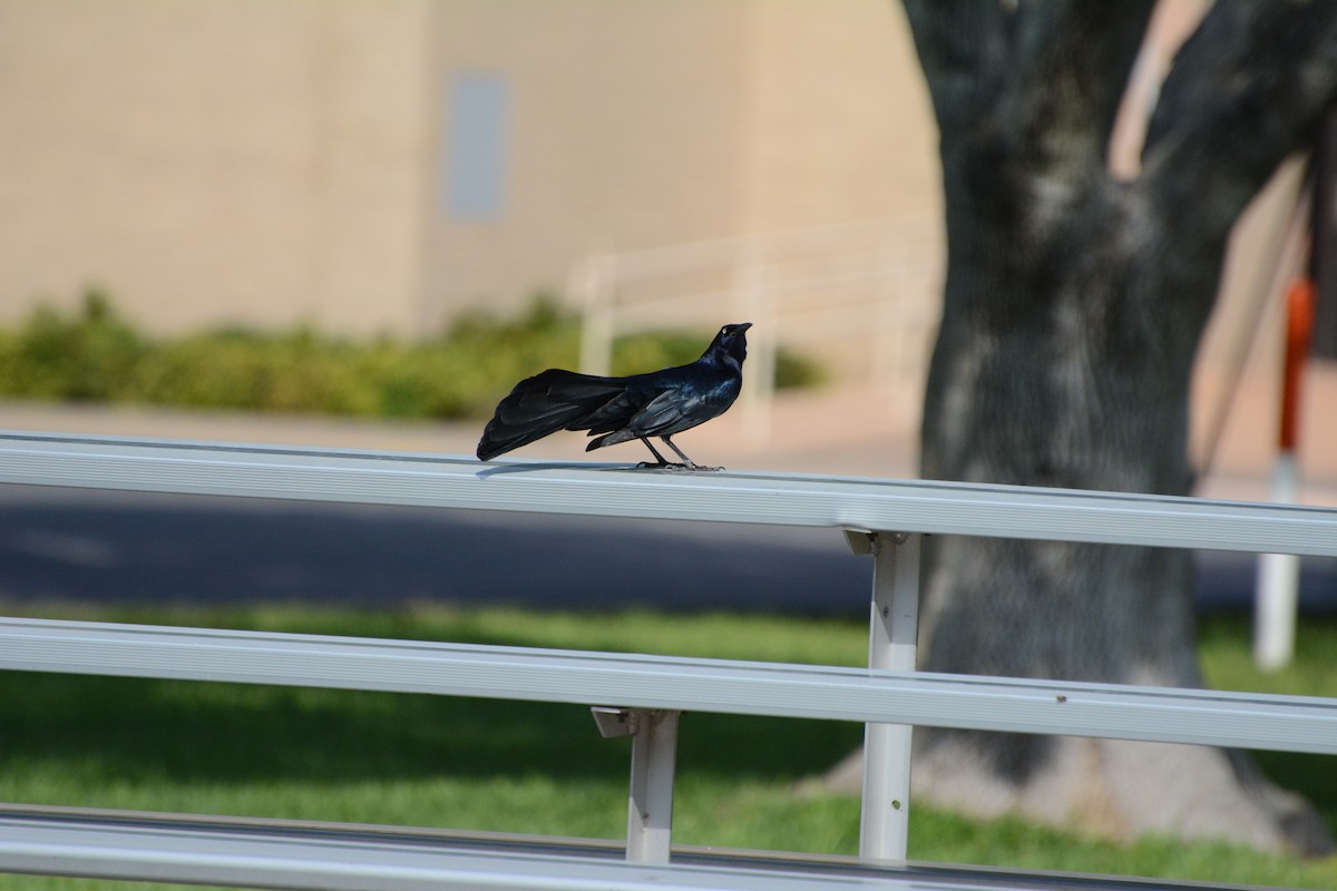 Great-tailed Grackle - ML94883321