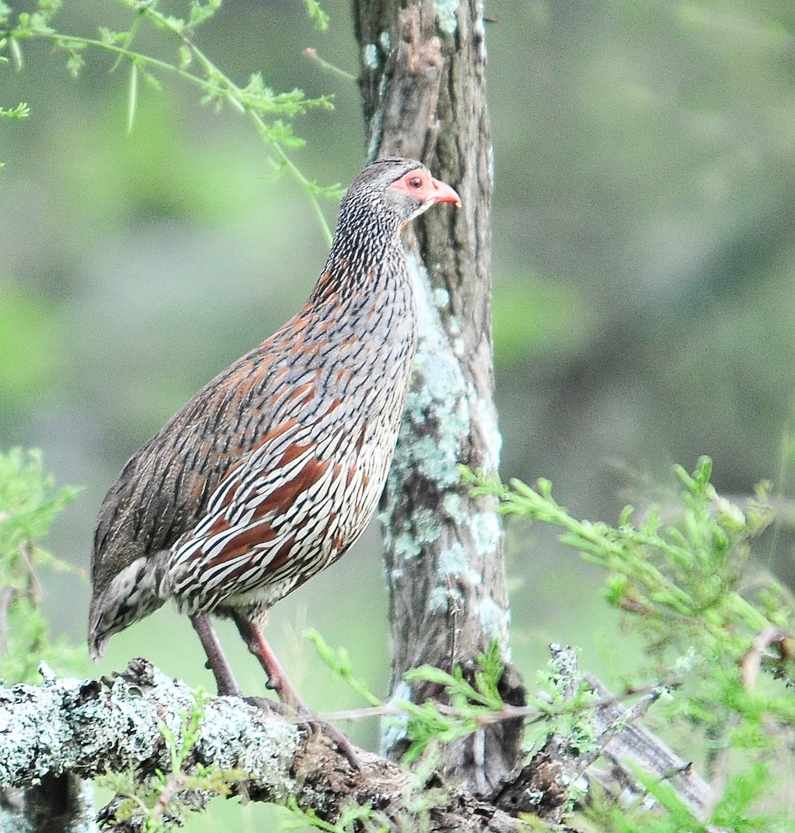 Gray-breasted Spurfowl - ML94884471