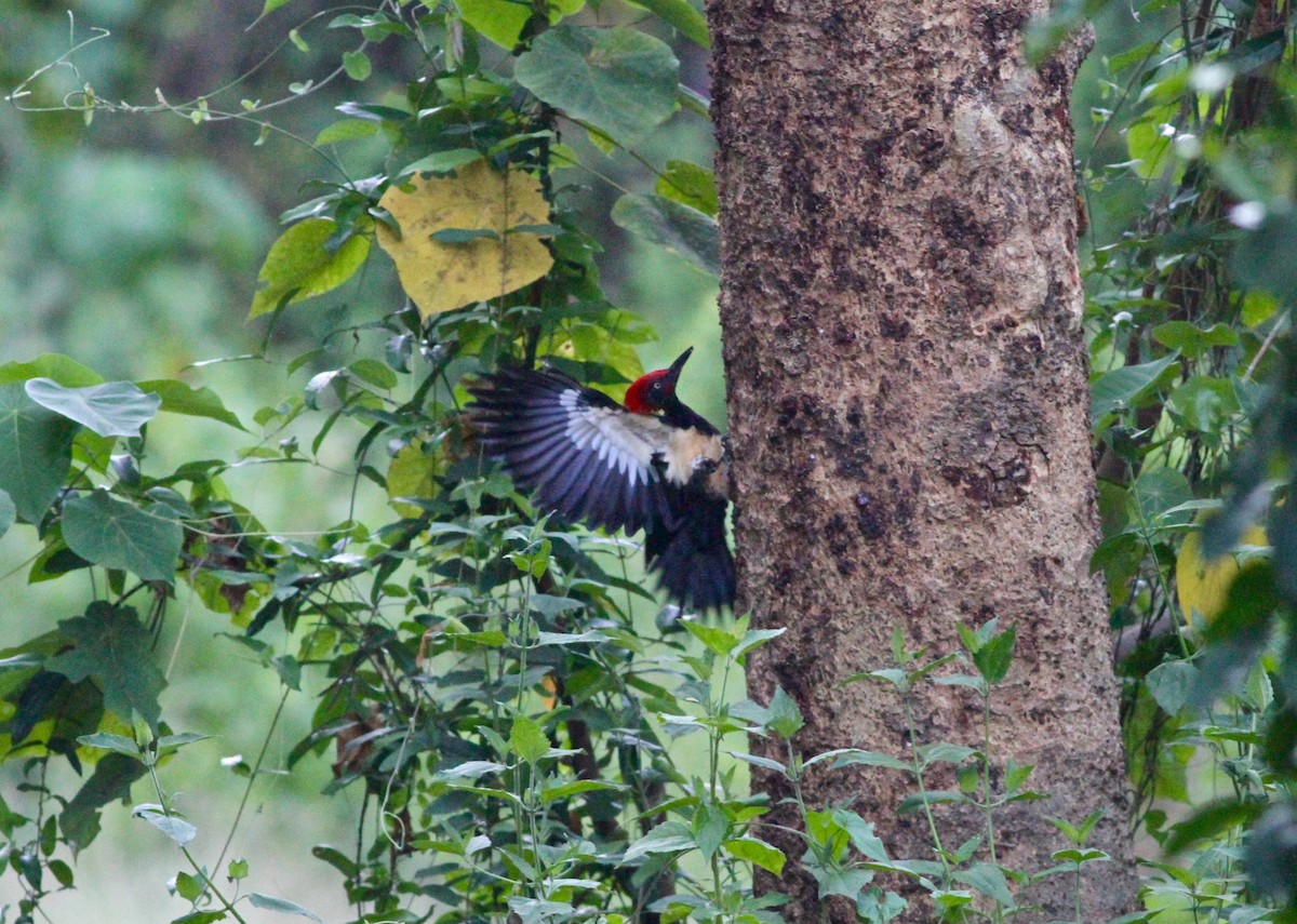 White-bellied Woodpecker - ML94884621