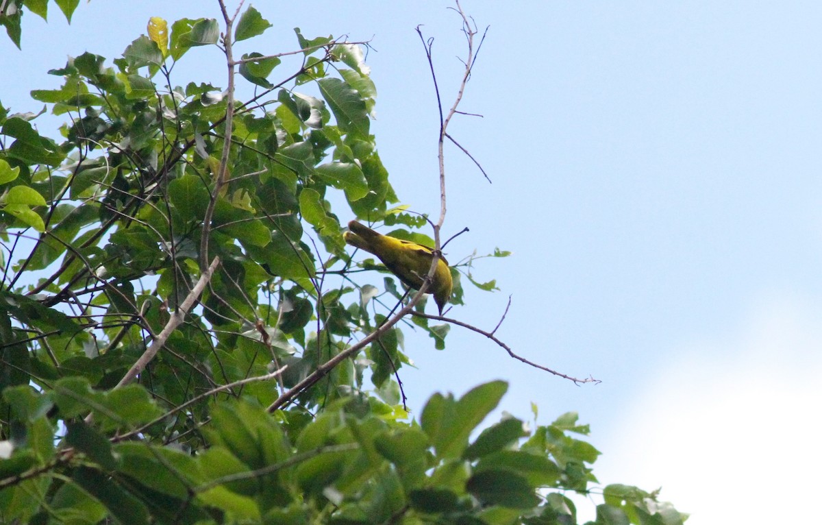 White-lored Oriole - Anthony Collerton