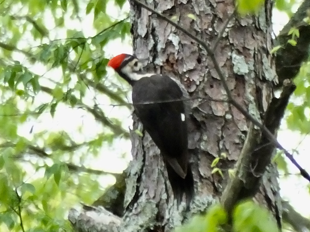Pileated Woodpecker - Jon Becknell
