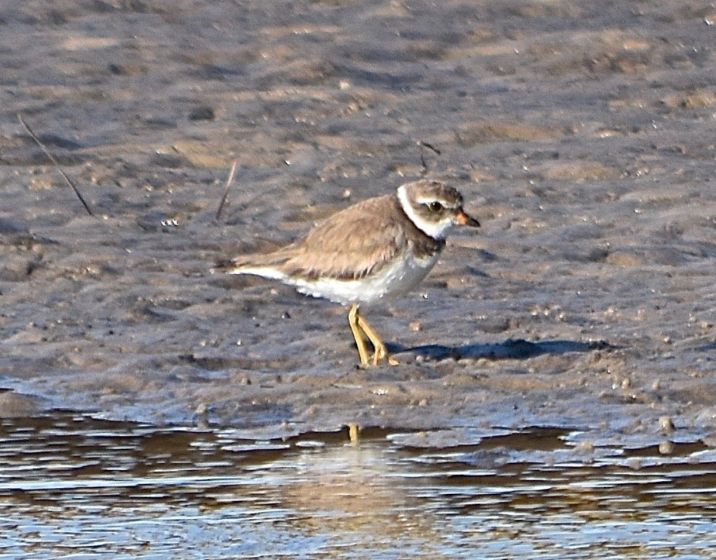 Semipalmated Plover - ML94888061