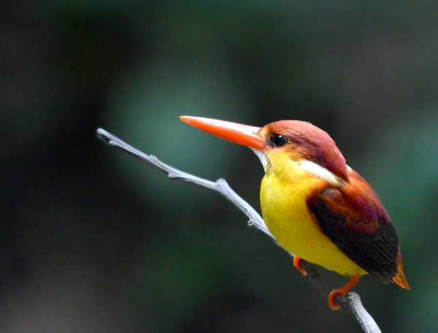 Rufous-backed Dwarf-Kingfisher - Choy Wai Mun