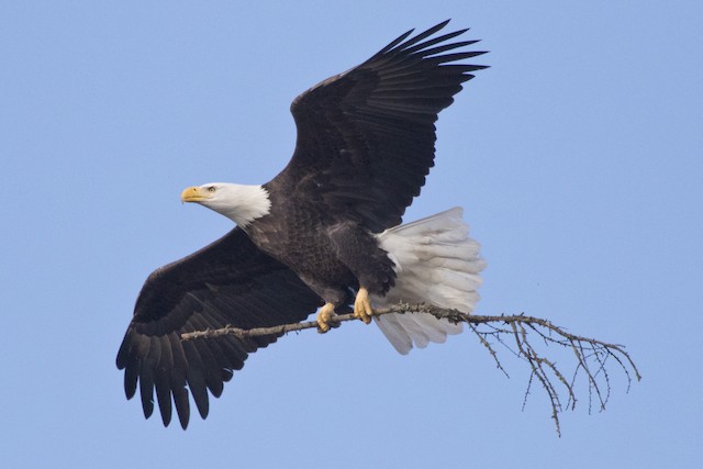 Adult with nesting material. - Bald Eagle - 