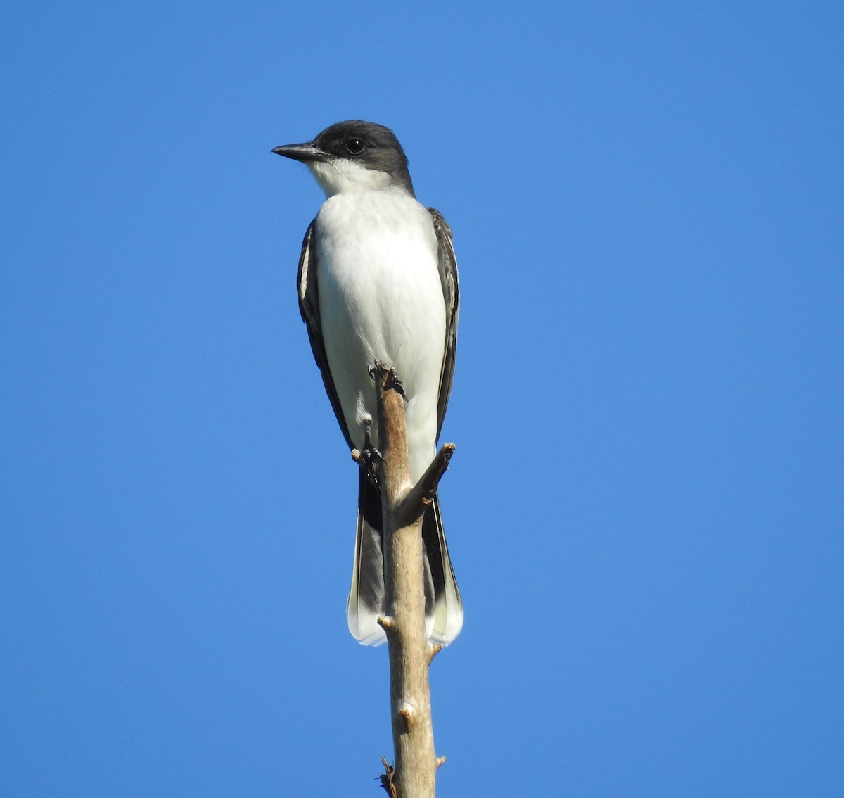 Eastern Kingbird - david gabay