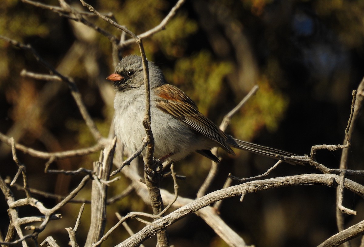 Black-chinned Sparrow - Pam Rasmussen