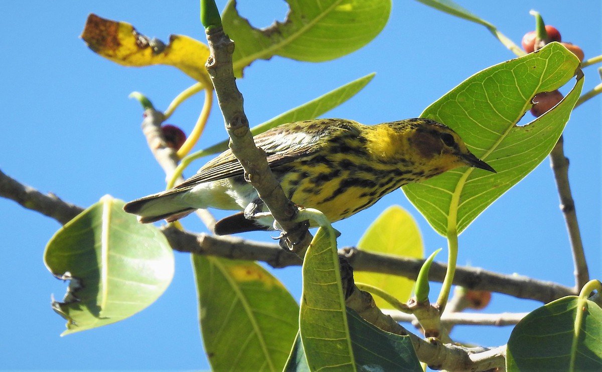 Cape May Warbler - ML94900401