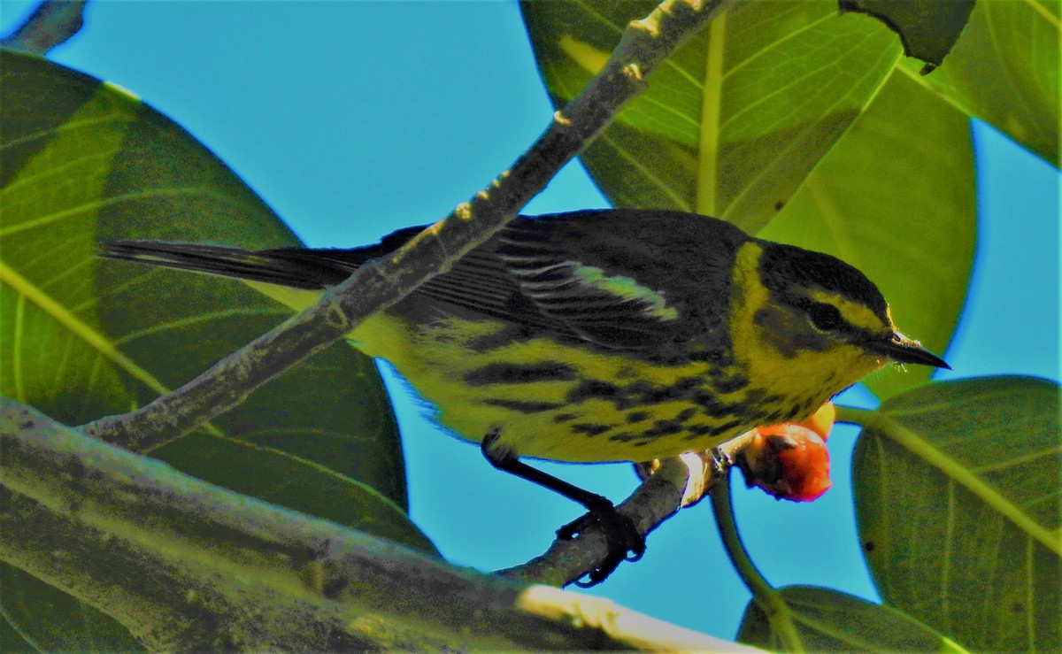 Cape May Warbler - ML94900411
