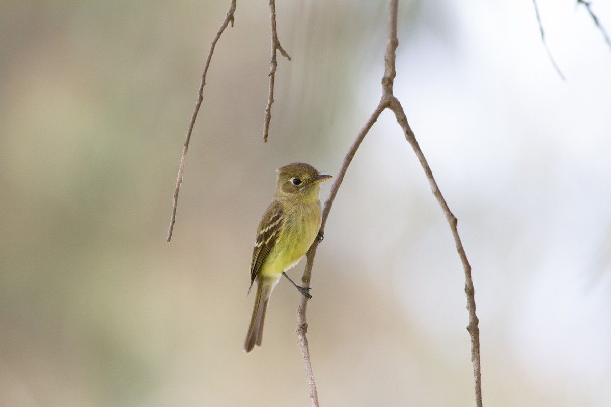 Western Flycatcher (Pacific-slope) - Nathan French