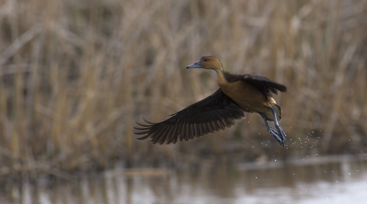 Fulvous Whistling-Duck - Marky Mutchler