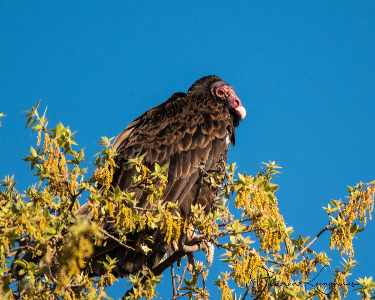 Turkey Vulture - Deborah Kainauskas