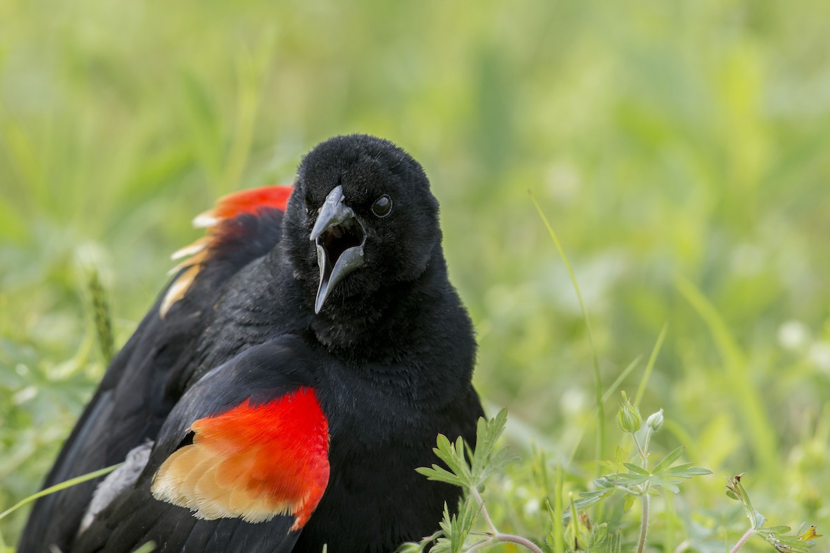 Red-winged Blackbird - Marky Mutchler