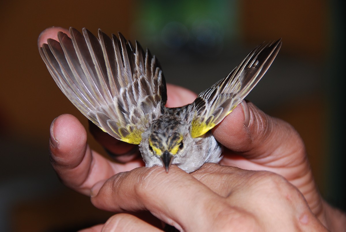 Yellow-browed Sparrow - Daniel Hoops