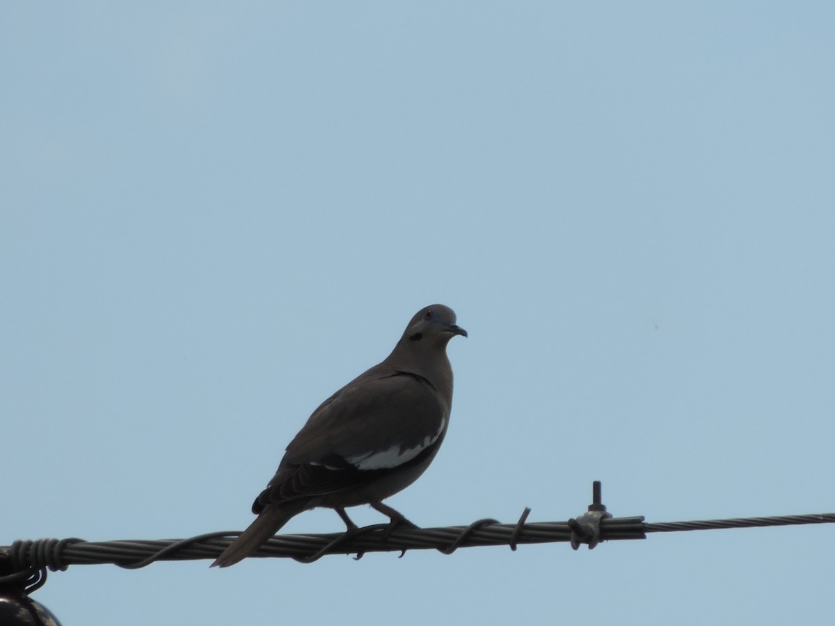 White-winged Dove - ML94909941
