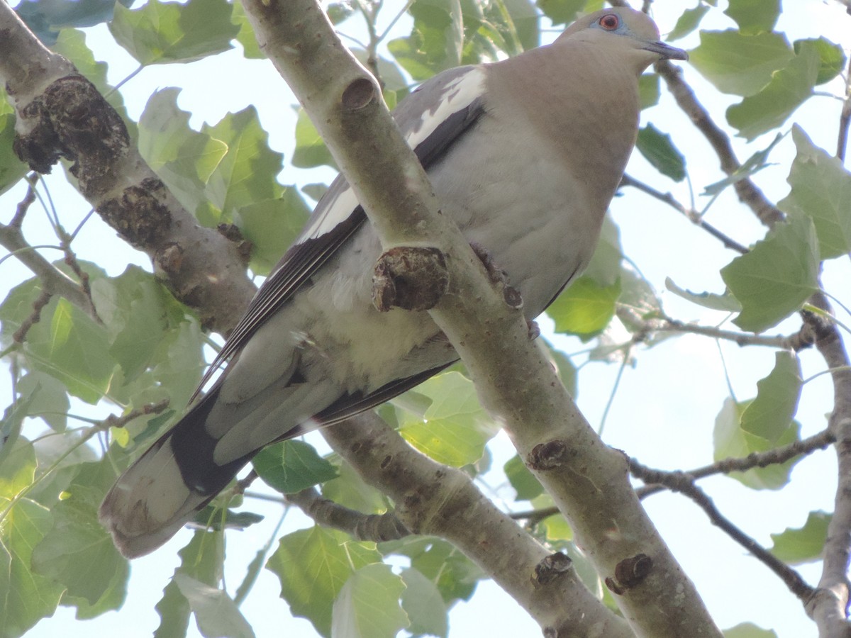 White-winged Dove - ML94909971
