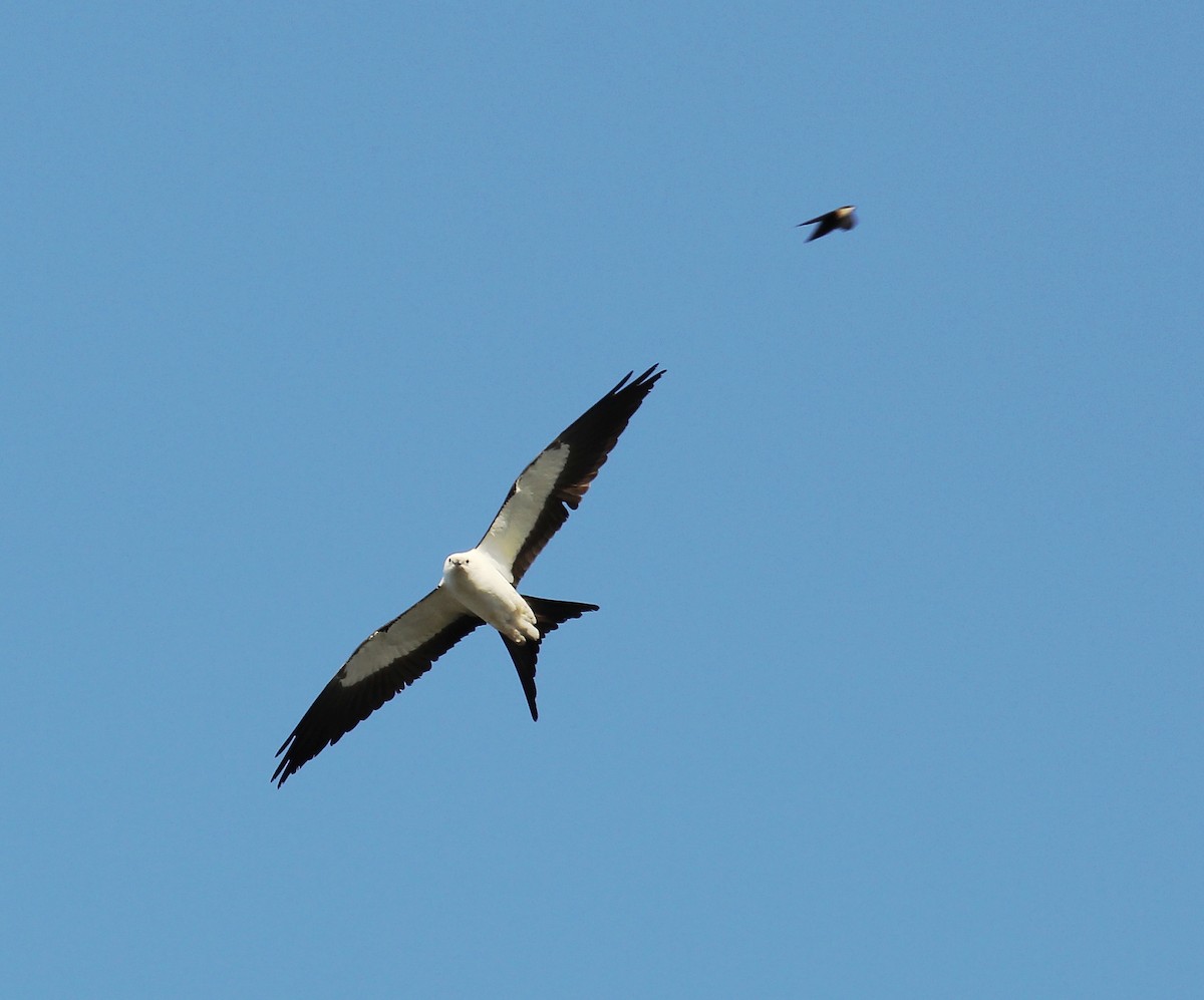 Swallow-tailed Kite - ML94911041