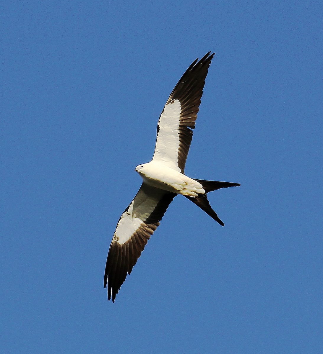 Swallow-tailed Kite - ML94911061