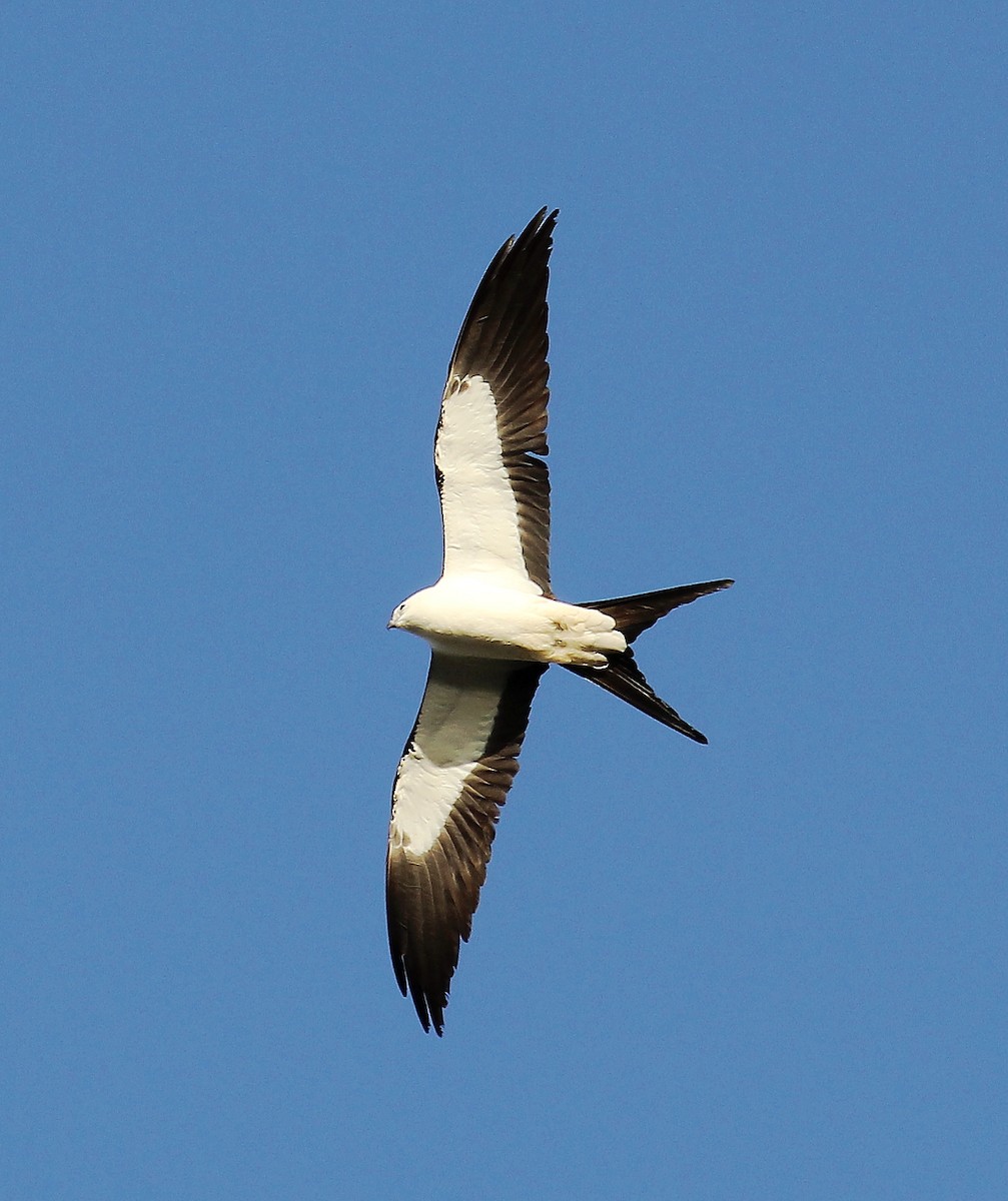 Swallow-tailed Kite - ML94911071