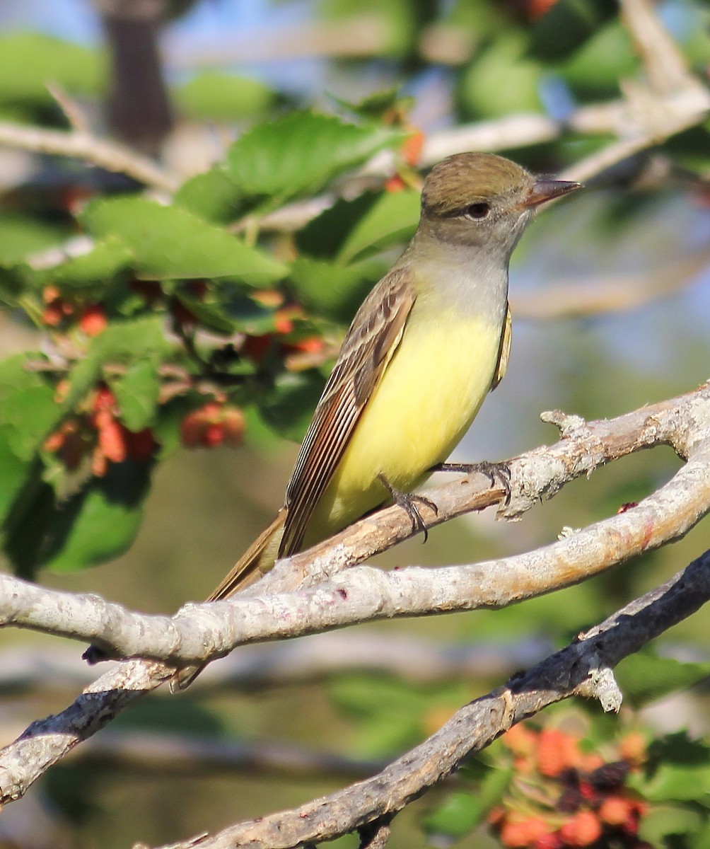 Great Crested Flycatcher - ML94911101