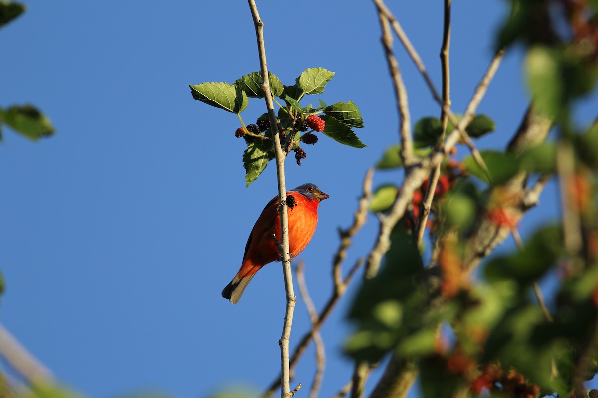 Painted Bunting - ML94911221