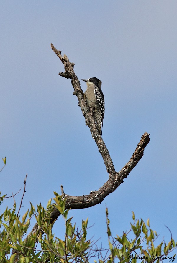 White-fronted Woodpecker - ML94911381