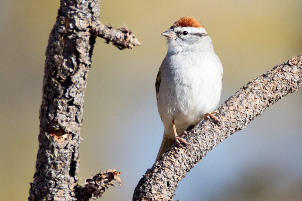 Chipping Sparrow - Luc Tremblay