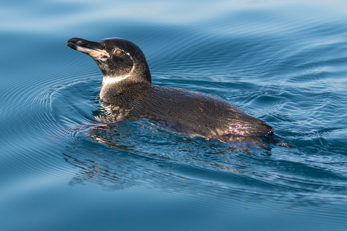Galapagos Penguin - John Reynolds
