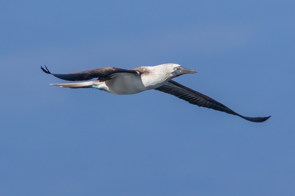 Blue-footed Booby - ML94915901