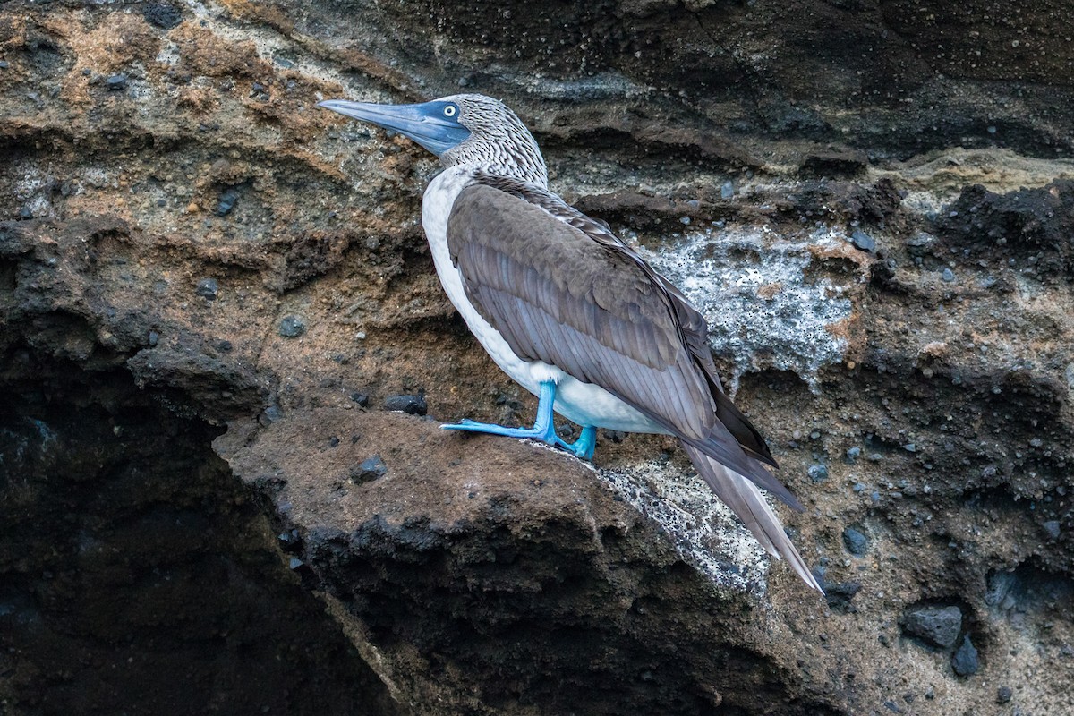 Blue-footed Booby - ML94915911