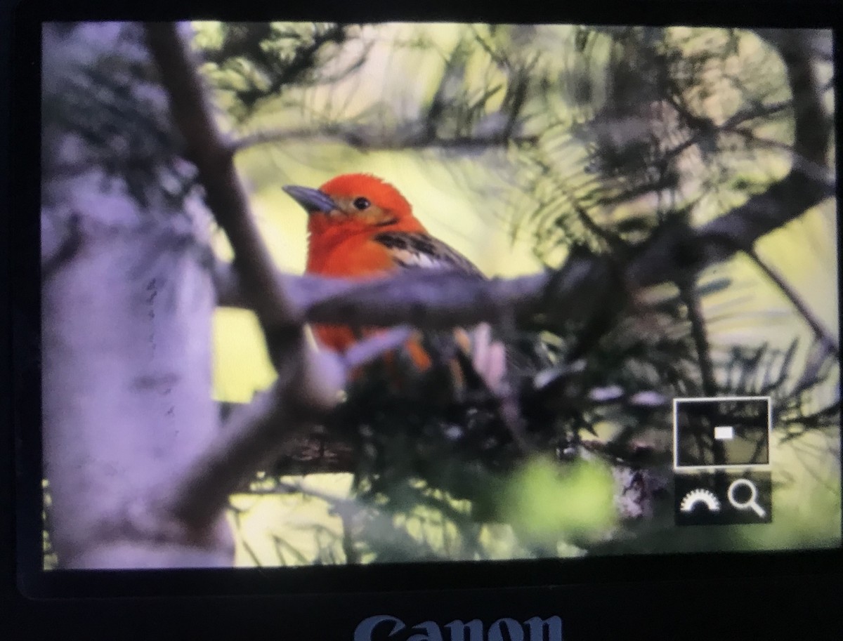 Flame-colored Tanager - Eric Hope